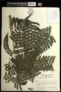 Cyathea multiflora image