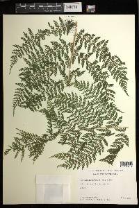 Athyrium microphyllum image