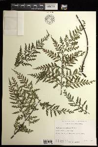 Asplenium sphenotomum image