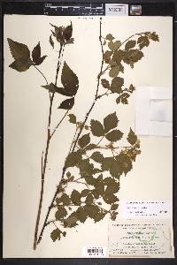 Rubus frondosus image