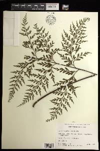 Asplenium sphenotomum image