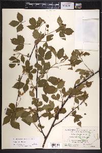 Rubus frondosus image