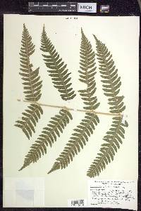 Dryopteris goldieana image