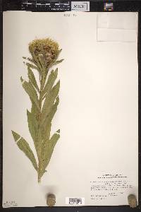 Centaurea macrocephala image