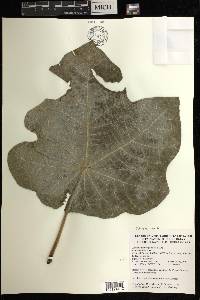 Jatropha peltata image