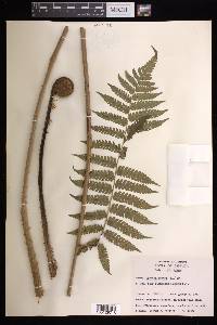 Cyathea aspera image