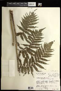 Cyathea parvula image