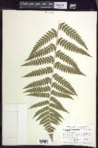 Dryopteris clintoniana image