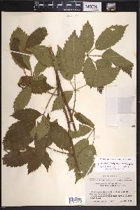 Rubus velox image