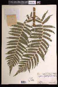 Cyathea suprastrigosa image