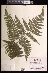 Cyathea aspera image