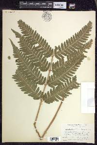 Dryopteris goldieana image