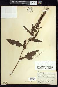 Rumex obtusifolius image