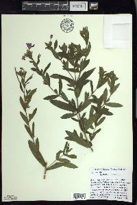 Epilobium hirsutum image