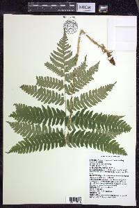 Dryopteris goldieana image