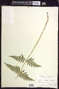 Dryopteris × triploidea image