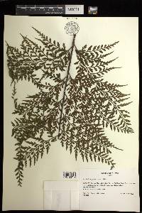 Asplenium sphenotomum image