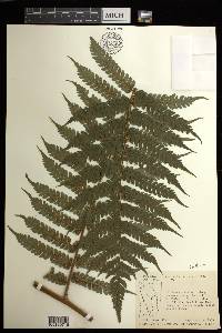 Hemitelia muricata image