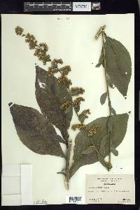 Solidago patula image