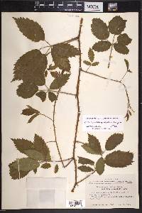 Rubus velox image