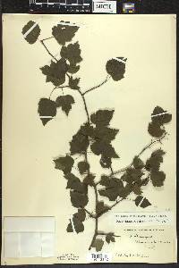 Crataegus phaenopyrum image