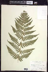 Dryopteris × triploidea image