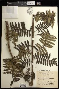 Cyathea philippinensis image