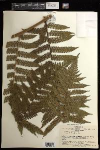 Cyathea propinqua image