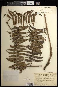 Cyathea stipitipinnula image