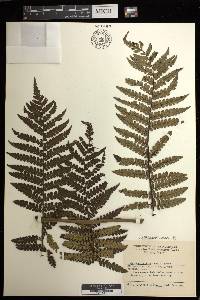 Cyathea philippinensis image