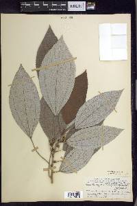 Leucosyke sumatrana image