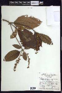 Acmanthera latifolia image
