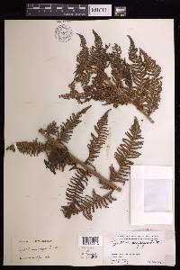 Cyathea macgregorii image