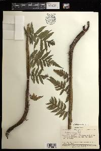 Cyathea propinqua image