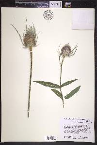 Dipsacus fullonum image