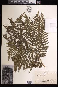 Cyathea decurrens image