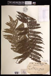 Cyathea intermedia image