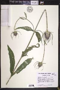 Dipsacus fullonum image