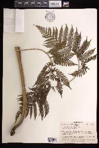 Cyathea decurrens image