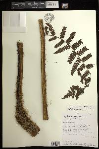 Cyathea austropallescens image