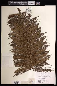 Cyathea intermedia image