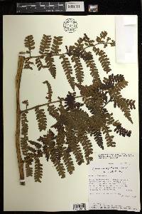 Cyathea austropallescens image