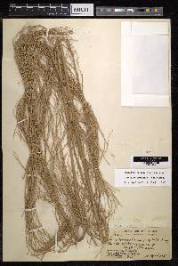 Dinochloa luconiae image