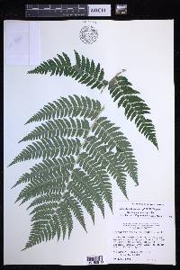 Dryopteris × neowherryi image