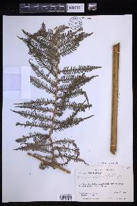 Cyathea bicrenata image