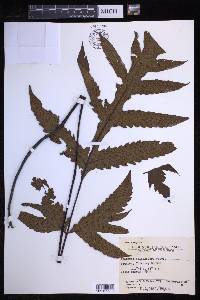 Tectaria dolichosora image