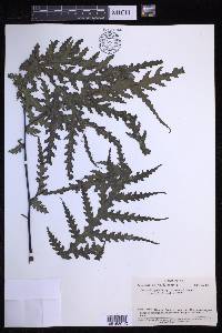 Tectaria godeffroyi image
