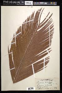 Cycas wadei image