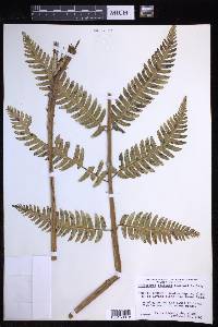 Dryopteris goldieana image