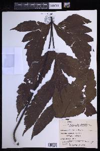 Tectaria dolichosora image